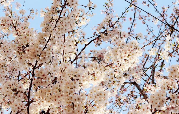 桜 桜,花,植物の写真素材