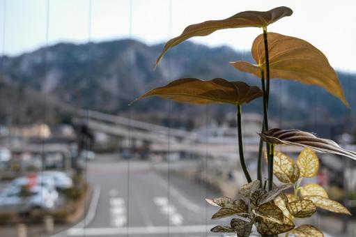 鬼怒川温泉駅前 鬼怒川温泉駅前 鬼怒川温泉,葉っぱ,植物の写真素材
