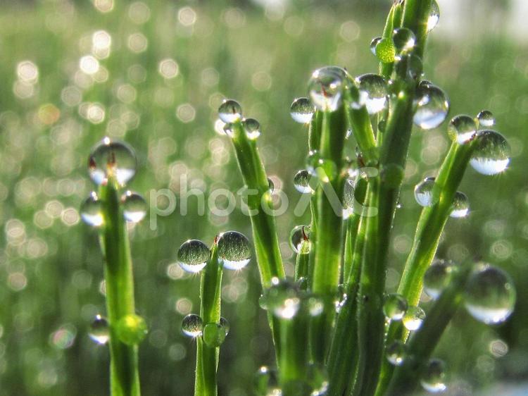 水滴と緑の葉と朝日（Water drops） 水滴,すいてき,しずくの写真素材