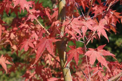 紅葉 紅葉,もみじ,風景の写真素材