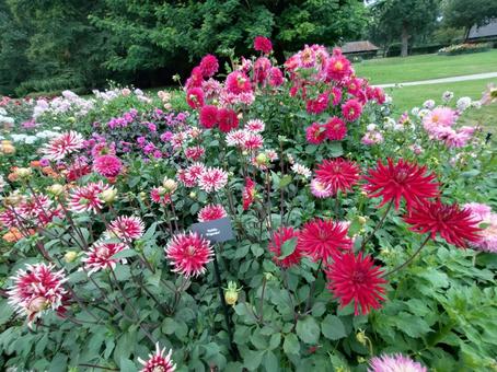 Dahlia Garden, JPG Dahlia Garden, JPG
