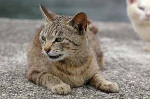 くつろぐ堤防のキジトラ猫① くつろぐ堤防のキジトラ猫① ネコ,キジトラ猫,ノラ猫の写真素材