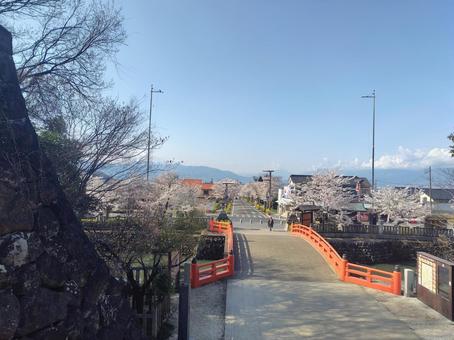 桜と赤い橋、春の武田神社 武田神社,神社,桜の写真素材