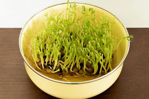豆苗 豆苗の写真