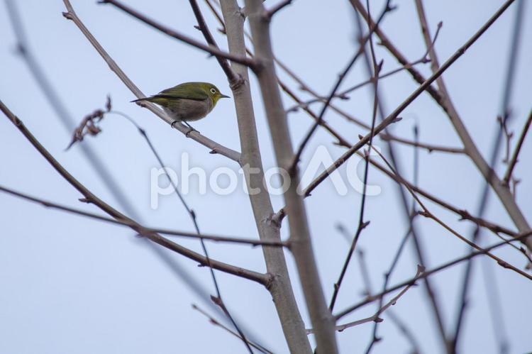 メジロが枝にとまる 野鳥,鳥,小鳥の写真素材