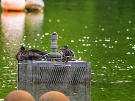水辺のマガモ 水辺のマガモ マガモ,カモ,鴨の写真素材