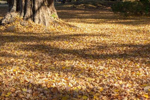 大きな木の周りにたくさんの落ち葉 落ち葉,木,葉の写真素材