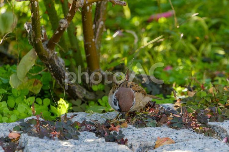 茂みの中で餌を探すスズメ スズメ,鳥,野鳥の写真素材