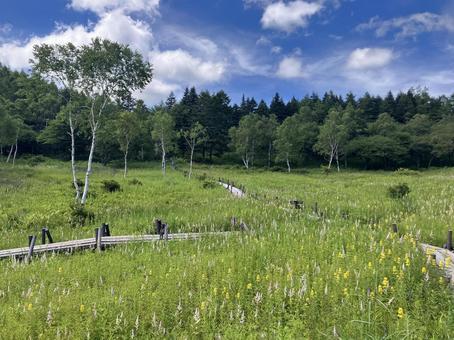 入笠山の入笠湿原風景 入笠山の入笠湿原風景の写真