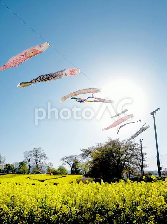 菜の花と鯉のぼり 菜の花,鯉のぼり,こいのぼりの写真素材