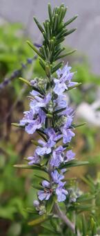 記憶力と学問の花 ローズマリー,花,flowerの写真素材