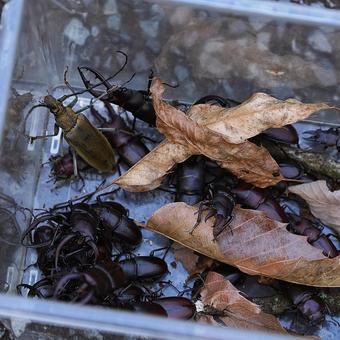 昆虫採集の結果 昆虫採集の結果 昆虫,クワガタ,カミキリの写真素材