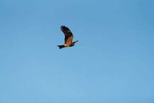 大空からこちらをじっと見つめるトビ 大空からこちらをじっと見つめるトビ トビ,猛禽類,野鳥の写真素材