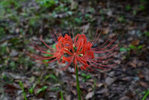 曼殊沙華の写真