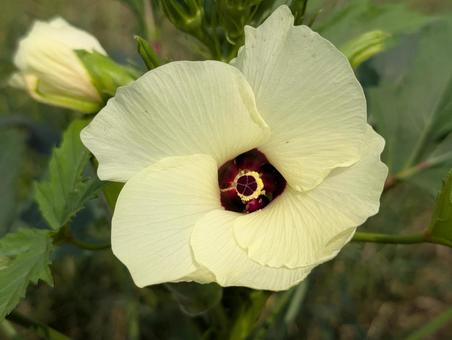 オクラの花 オクラの花の写真
