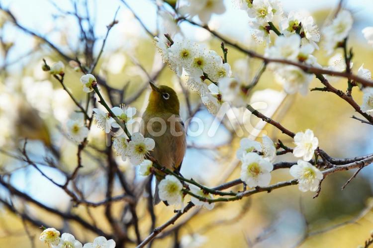 白梅の樹にとまるメジロ メジロ,鳥,生き物の写真素材