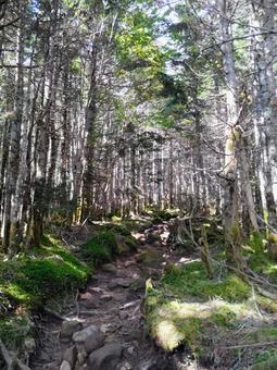 光の森 森,山,風景の写真素材
