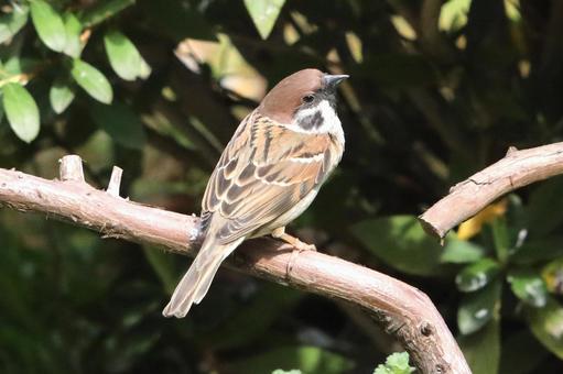 すずめ止まり木 動物,鳥類,野鳥の写真素材