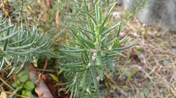 香りのよいハーブ・ローズマリーの写真