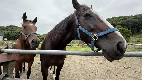 新冠町の飼養馬２ 新冠町,飼養馬,馬の写真素材