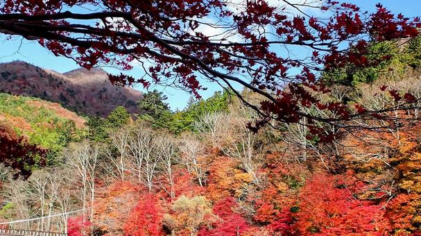 秋の塩原温泉郷・紅の吊橋の楓・那須塩原市 秋の塩原温泉郷・紅の吊橋の楓・那須塩原市 秋,塩原温泉郷,紅葉の写真素材