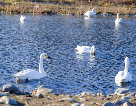 犀川に飛来した白鳥たち 犀川に飛来した白鳥たちの写真