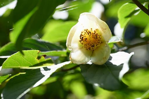 赤城自然園で撮ったナツツバキの花 赤城自然園で撮ったナツツバキの花の写真