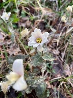 ユキワリイチゲ ユキワリイチゲ 雪割一華,雪割一花,春の写真素材