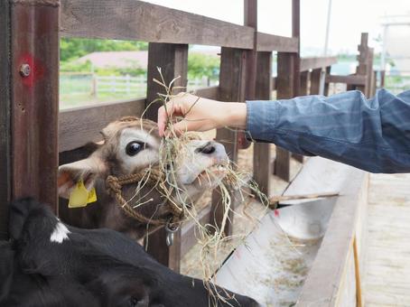 牛の餌やり 牛,牧場,餌やりの写真素材