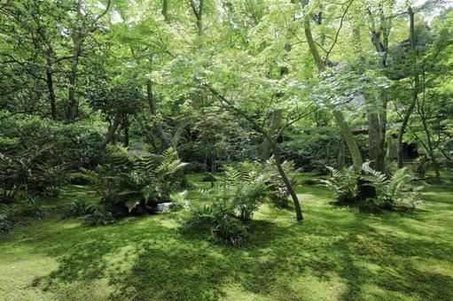 新緑が美しい祇王寺 祇王寺,新緑,苔の写真素材
