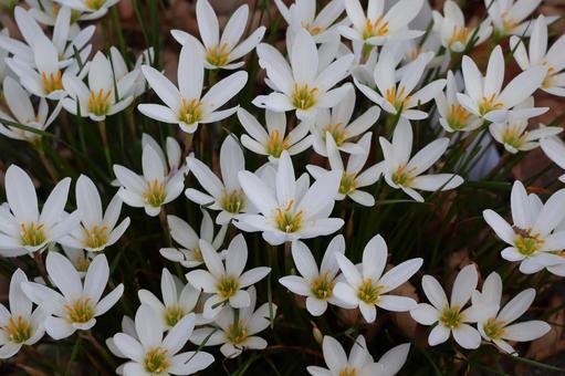 満開の白い花びらのタマスダレの花のアップ 満開,白い,花びらの写真素材