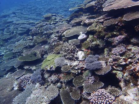 サンゴ礁 サンゴ礁 サンゴ,生き物,海の写真素材