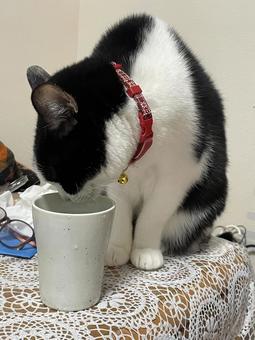 ネコの日常 猫,可愛い,ペットの写真素材