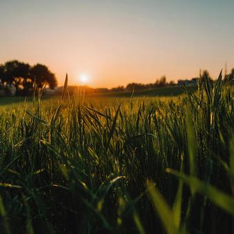 春の夕暮れ:輝く緑の草と茜色の空 春の夕暮れ:輝く緑の草と茜色の空の写真