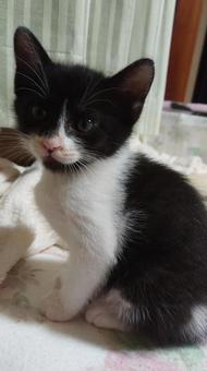 子猫のおどけなさ、な~に? 子猫のおどけなさ、な~に?の写真