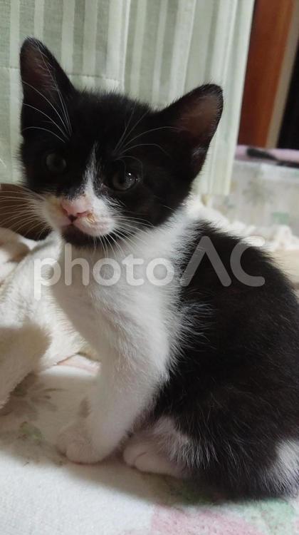 子猫のおどけなさ、な～に？ ねこ,かわいい,ペットの写真素材