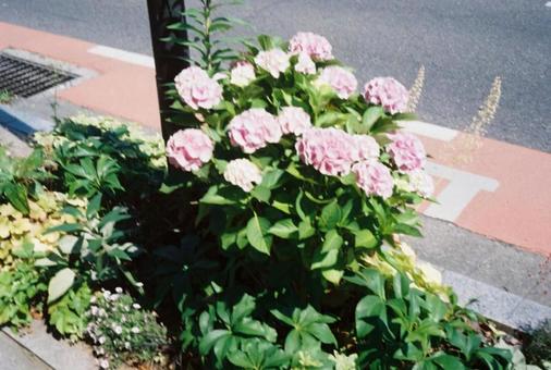 紫陽花 紫陽花の写真