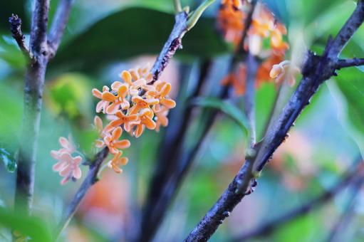 Osmanthus flower, JPG
