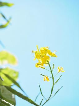 菜の花と空 菜の花と空の写真