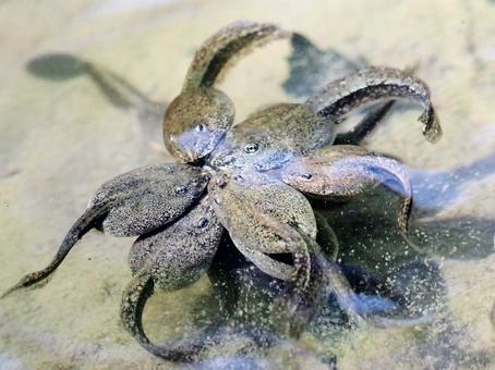 おたまじゃくしのおしくらまんじゅう オタマジャクシ,オタマ,おたまじゃくしの写真素材