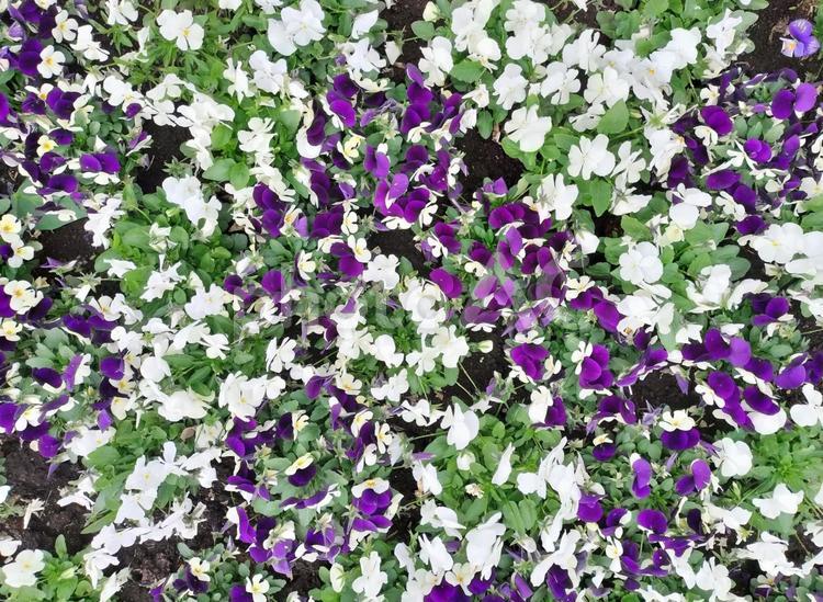 花ざかり　白と紫の花の絨毯 花,紫,彩の写真素材