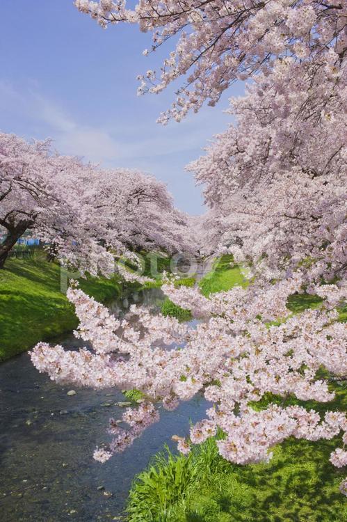 背景　川沿いの桜 背景,桜,花の写真素材