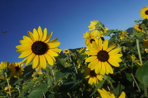 よく見たら蜂の写真