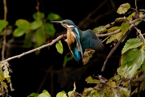 飛翔するカワセミ 鳥,野鳥,カワセミの写真素材