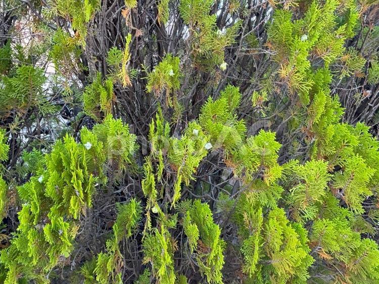 コノテガシワの実 コノテガシワ,実,葉の写真素材