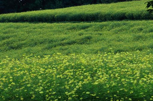 秋風に揺れて咲くの写真