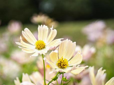 淡色に揺れる秋のコスモス畑 淡色に揺れる秋のコスモス畑 コスモス,花,秋の写真素材