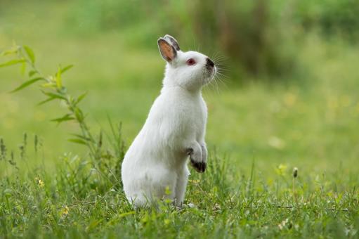 ペットのうさぎ ペットのうさぎ うさぎ,ペット,動物の写真素材