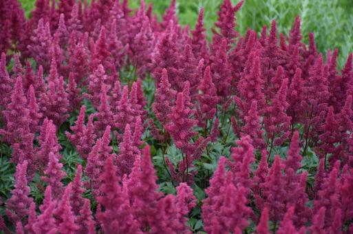 ピンクのたくさんのお花 ピンクのたくさんのお花 北海道,花,夏の写真素材