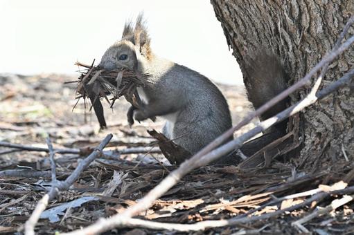 Photo, ezolith, collecting nest materials, mammalian, 